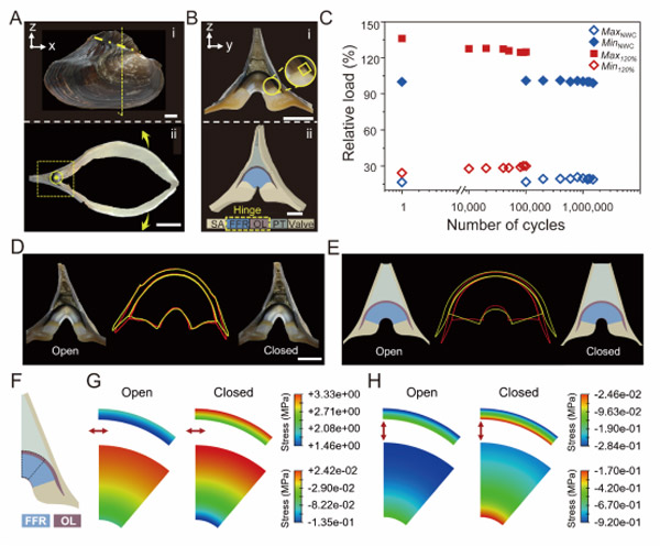 中国科大揭示淡水河蚌铰链中可变形硬组织耐疲劳机理的研究取得突破性进展
