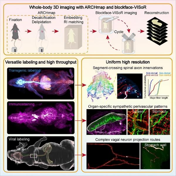 /uploads/image/2025/07/15/76f2476619bc62410250217ff8bcc4d4.jpg F75E18AE46CDC04D30A83E092BC_96221FC0_28F1B(1).jpg